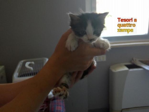 gatto_gattino_ambulatorio_centro_italia_rieti_via_biancifiori