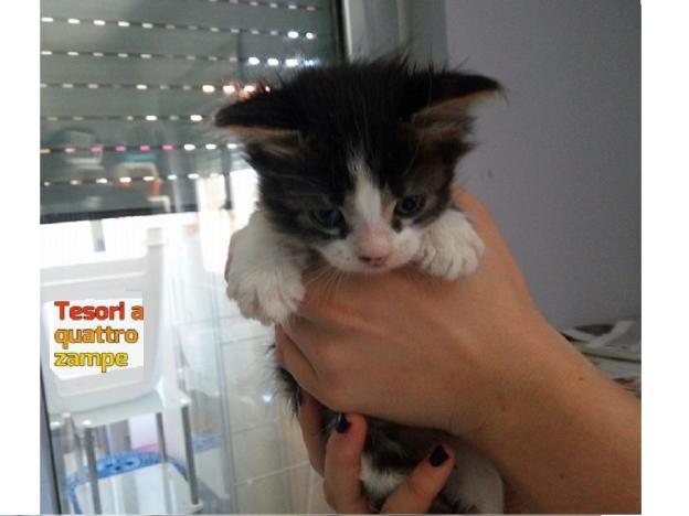 gatto_gattino_ambulatorio_centro_italia_rieti_via_biancifiori_3