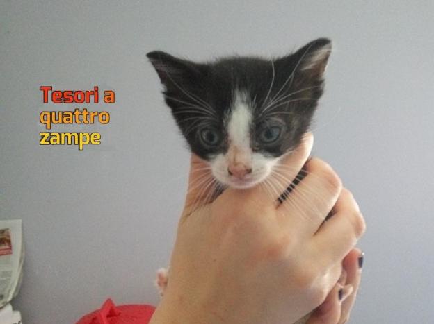 gatto_gattino_ambulatorio_centro_italia_rieti_via_biancifiori_6