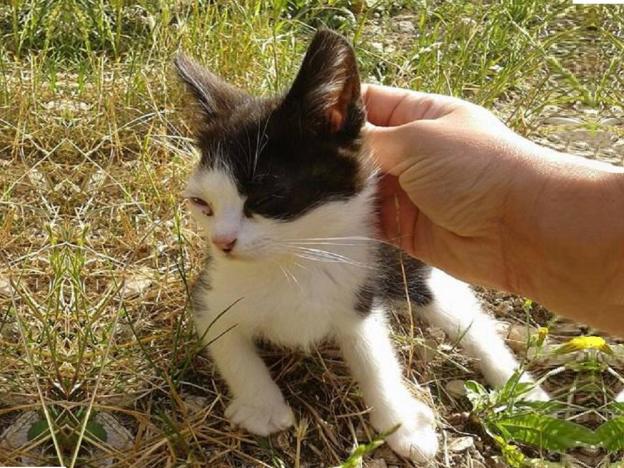 gatto_gattino_patrizia_brandi