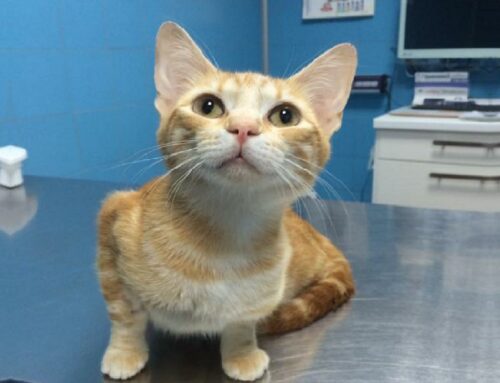 Il 1° dicembre corso ASL Rieti per medici veterinari, chirurghi e tecnici della prevenzione