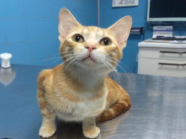 gatto_gemma_caroni_ambulatorio_veterinario_sabino