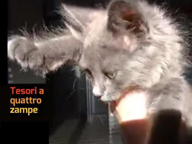 gatto_giulia_novelli_rieti_2