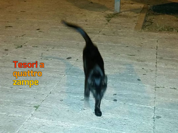 gatto_nero_piazza_mazzini_rieti_koala_incastrata