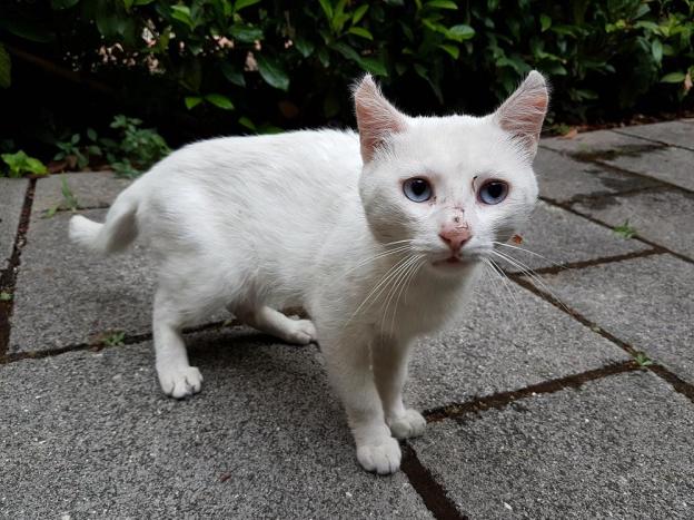 gatto_pggio_mirteto_p&f
