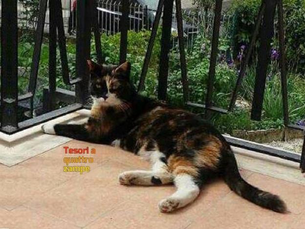 gatto_planet_giada_grillo