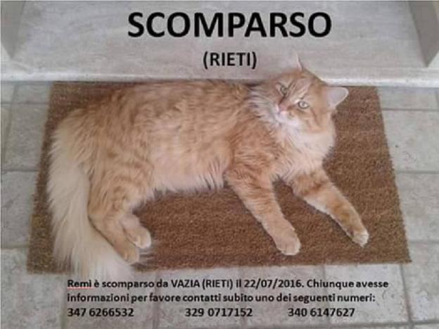 gatto_remi_lucrezia_masci