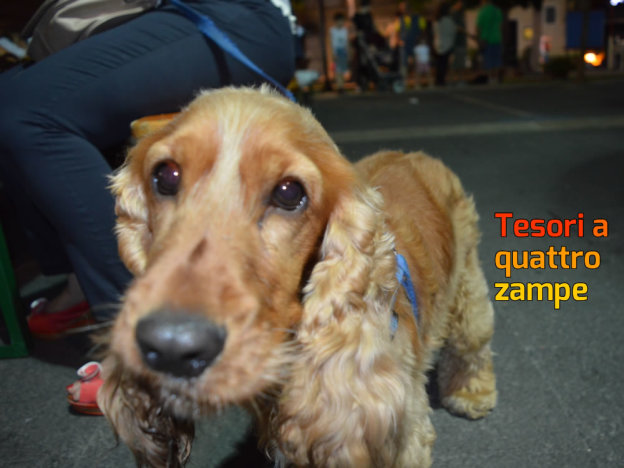 buono_cane_cocker_2