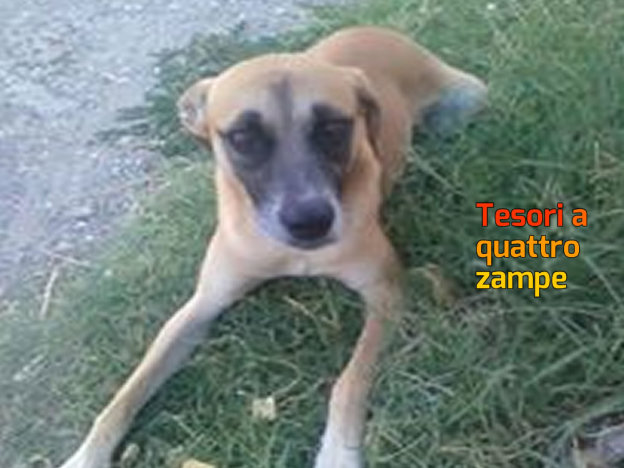 cane_acquaviva_nerola_gemma_caroni