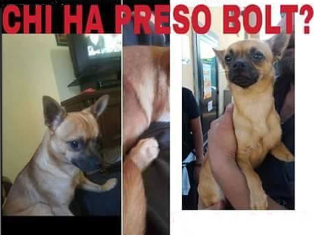 cane_amatrice_bolt_preso