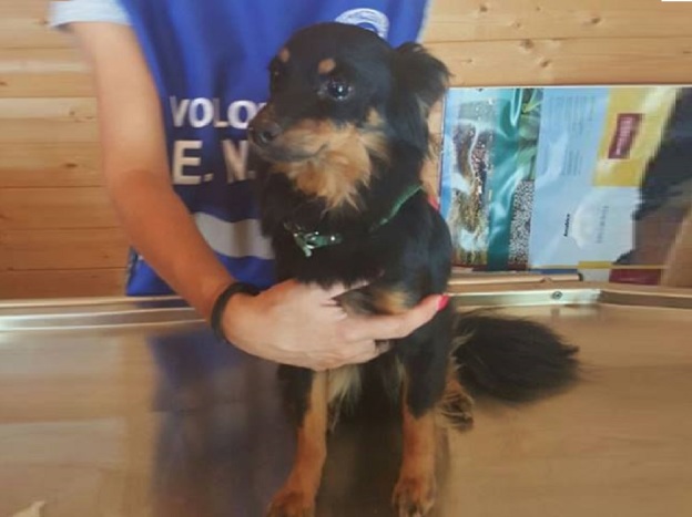 cane_amatrice_terremoto_lola