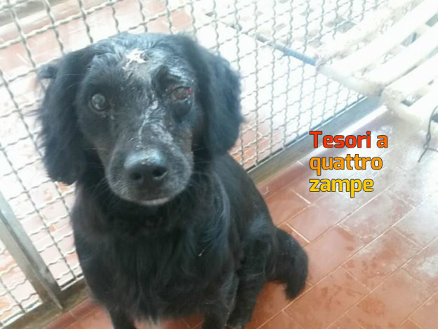 cane_buco_in_testa_sanitario_adf