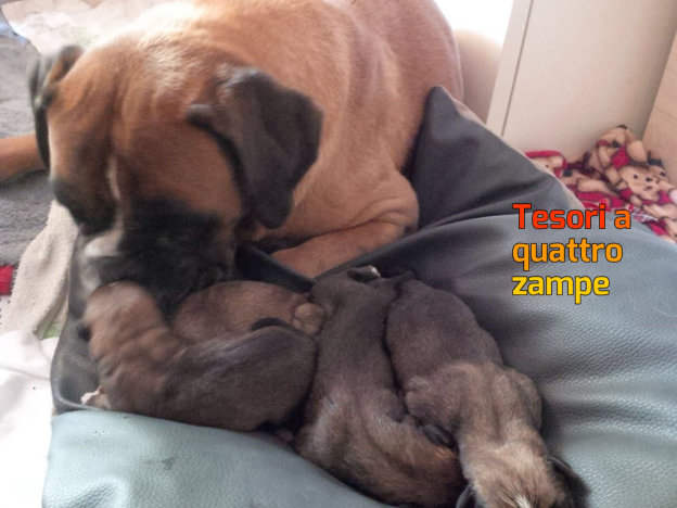 cane_bulldog_rachele_nobili