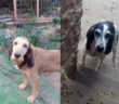 cane_cagnoline_frosinone_enpa_gemma_caroni_
