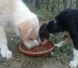 cane_cagnolini_adf2