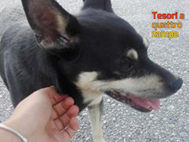 cane_campoloniano_martina_argenti