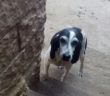 cane_cani_da_salvare_gemma_caroni_