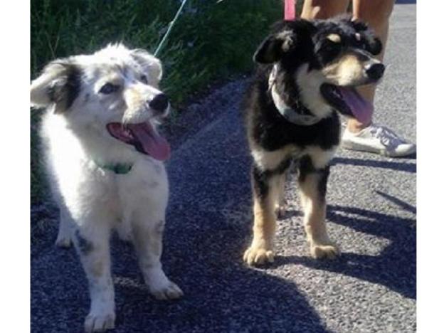 cane_cani_giorgio_e_kira_sanitario_adf