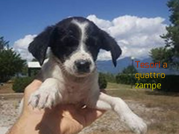 cane_cani_silvia_masci_2