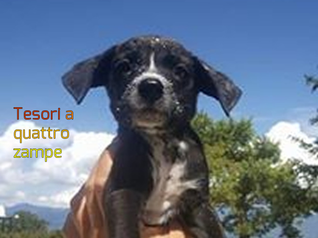cane_cani_silvia_masci_4