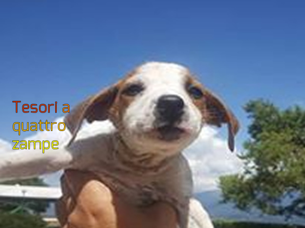 cane_cani_silvia_masci_5