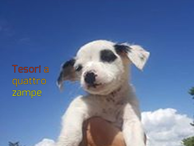 cane_cani_silvia_masci_6
