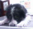 cane_catia_caracci_frosinone_scatolone_raffy3_