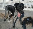 cane_charlie_sanitario_di_rieti_adf_2
