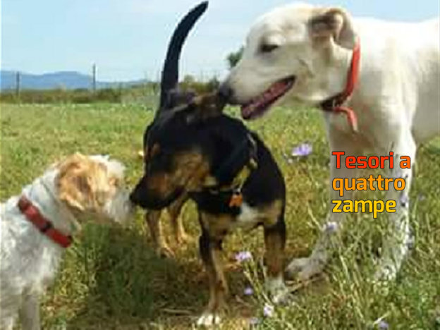 cane_coffee_giulia_testorio