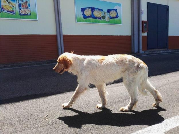 cane_colonnetta_di_montopoli_oipa_rieti