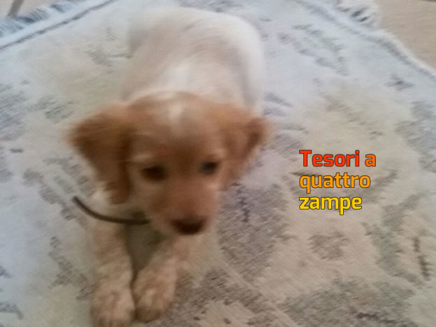 cane_coop_futura_rieti_raffy