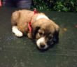 cane_cucciola_casette_adf2