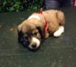 cane_cucciola_casette_adf3