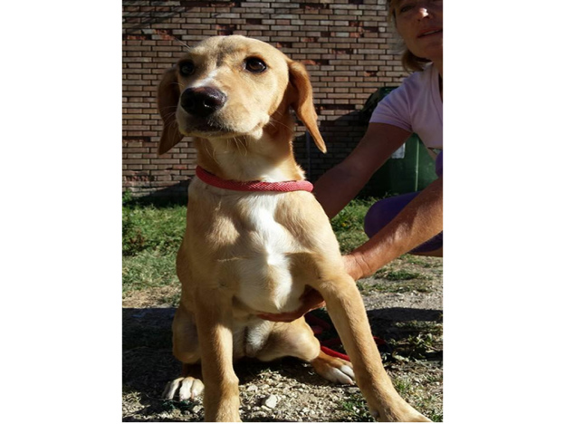 cane_cucciola_viale_matteucci_sanitario_adf