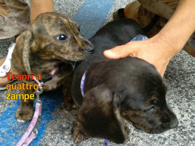 cane_cuccioli_raffy_2