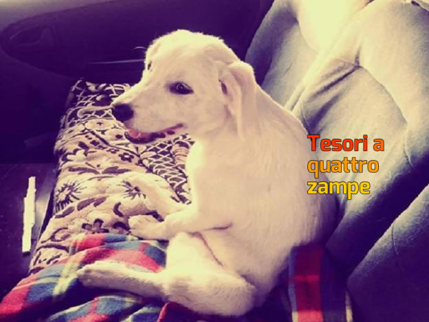 cane_cucciolo_paralizzato_marina-624×469