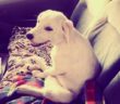 cane_cucciolo_paralizzato_marina_