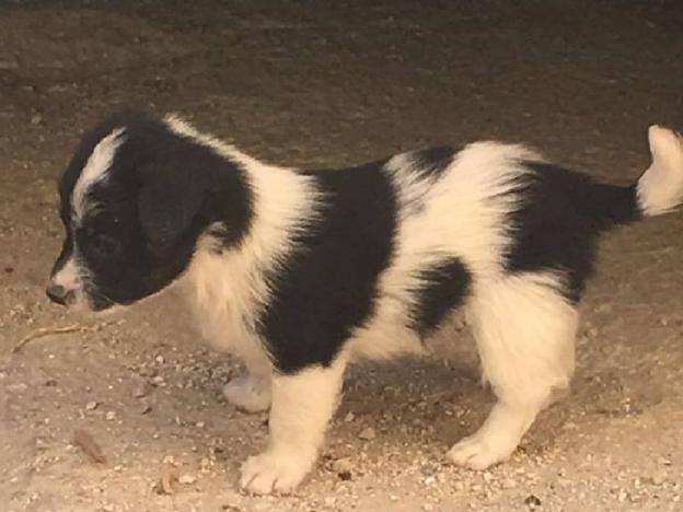 cane_cucciolo_prime_case_p&f