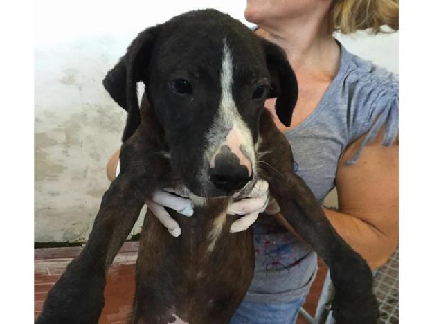 cane_femmina_angie_sanitario_rieti_adf