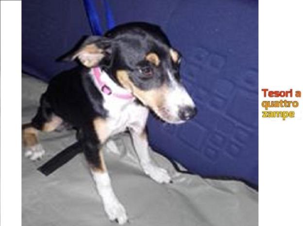 cane_femmina_borgo_quinzio_vanessa_nottora