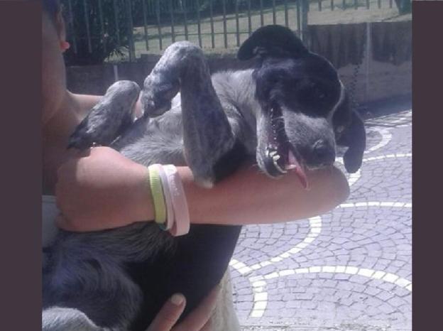 cane_fuori_dazio_p&f