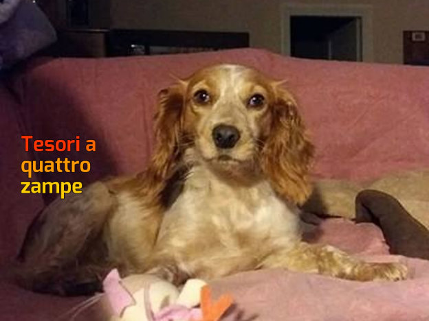 cane_ginger_lisciano_erika_petrucci