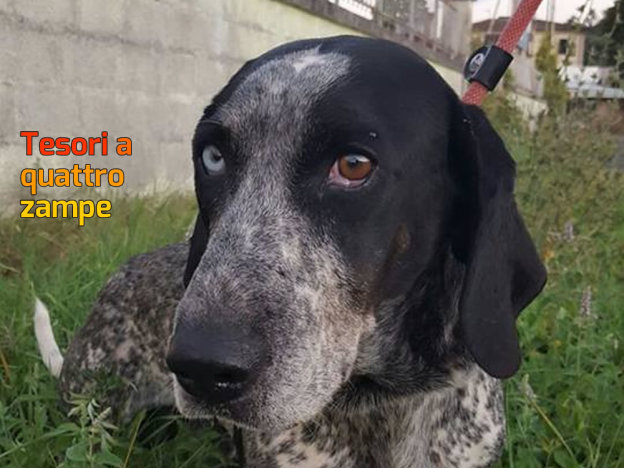 cane_ice_sanitario_adf