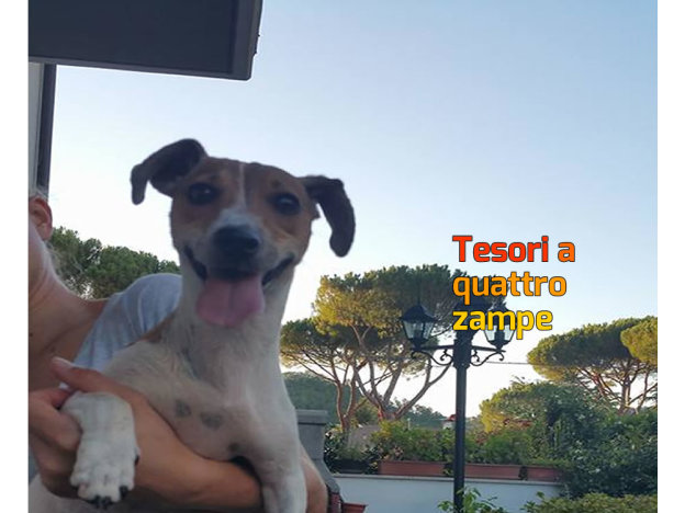 cane_jack_russell_carieti_katarina_halamova
