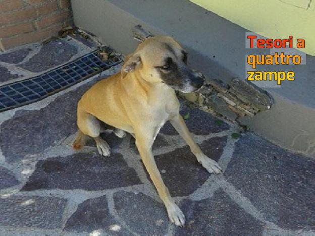 cane_loredana_sofia