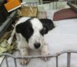 cane_maria_spenk_micciani_cittaducale_