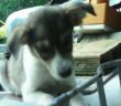 cane_maria_spenk_micciani_cittaducale_