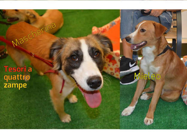 cane_mascherina_e_mieleo