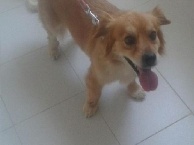 cane_maschio_poggio_mirteto_p&f