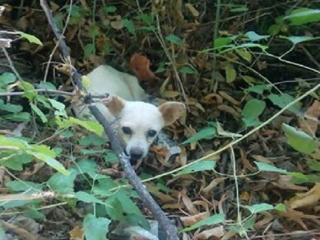 cane_montopoli_rovi_p&f